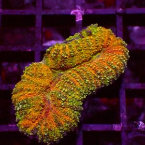 Ultra Symphyllia — WYSIWYG