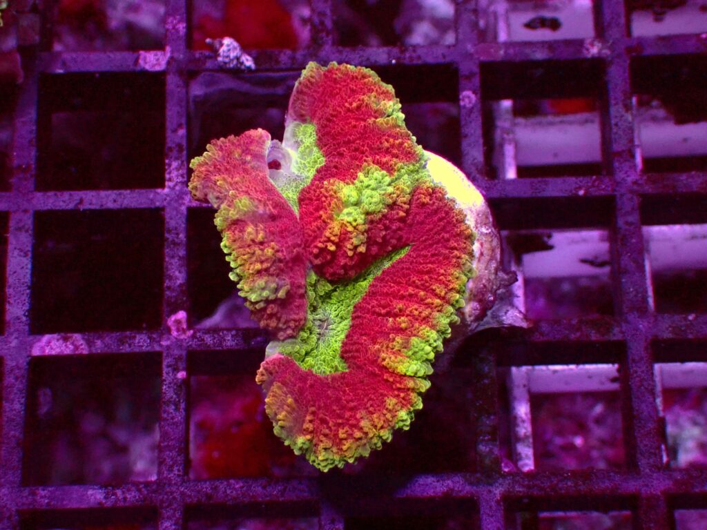 Ultra Symphyllia — WYSIWYG