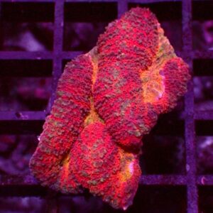 Ultra Symphyllia — WYSIWYG