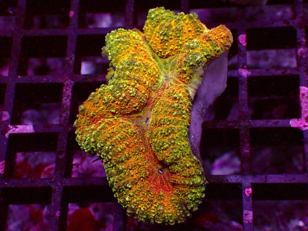 Ultra Symphyllia — WYSIWYG