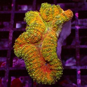 Ultra Symphyllia — WYSIWYG