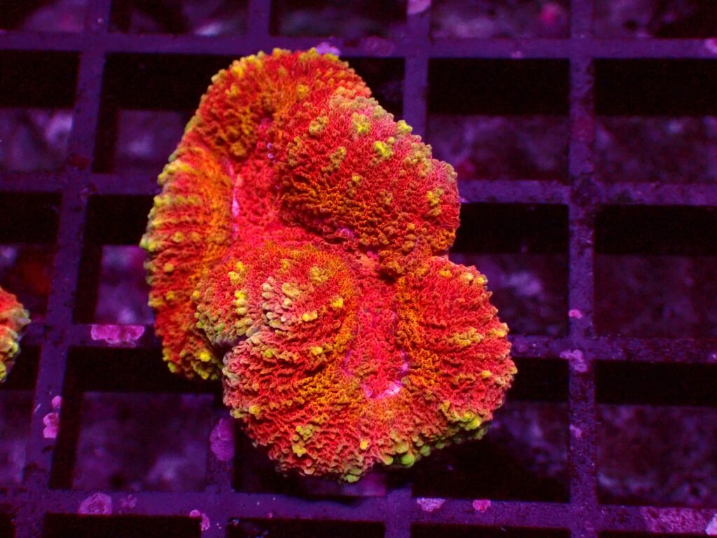 Ultra Symphyllia — WYSIWYG