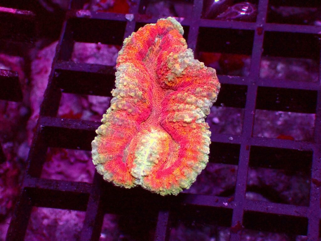 Ultra Symphyllia — WYSIWYG