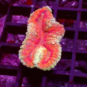 Ultra Symphyllia — WYSIWYG