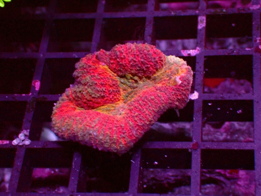 Ultra Symphyllia — WYSIWYG