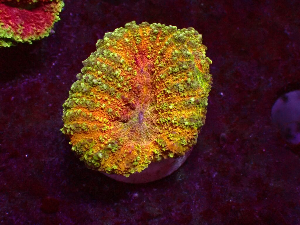 Ultra Symphyllia — WYSIWYG