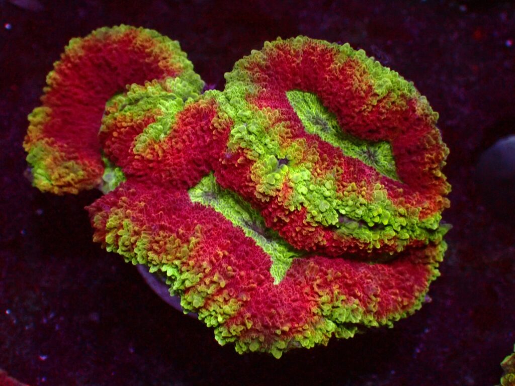 Ultra Symphyllia — WYSIWYG