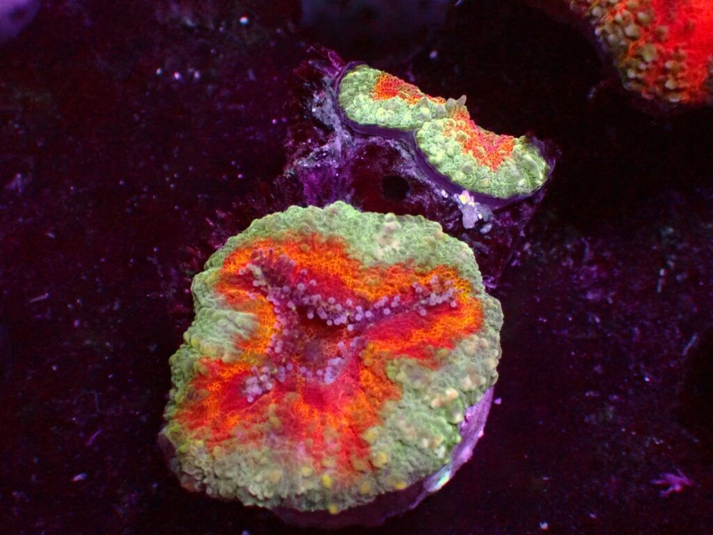 Ultra Symphyllia — WYSIWYG