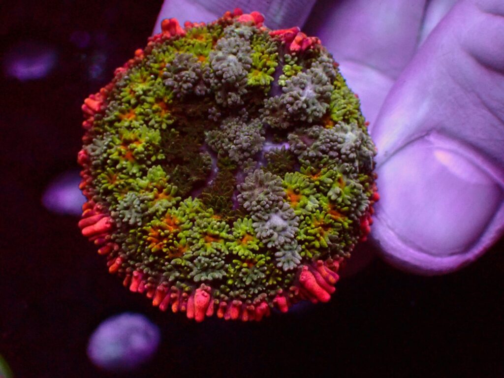 Frankenstein Mushroom — WYSIWYG