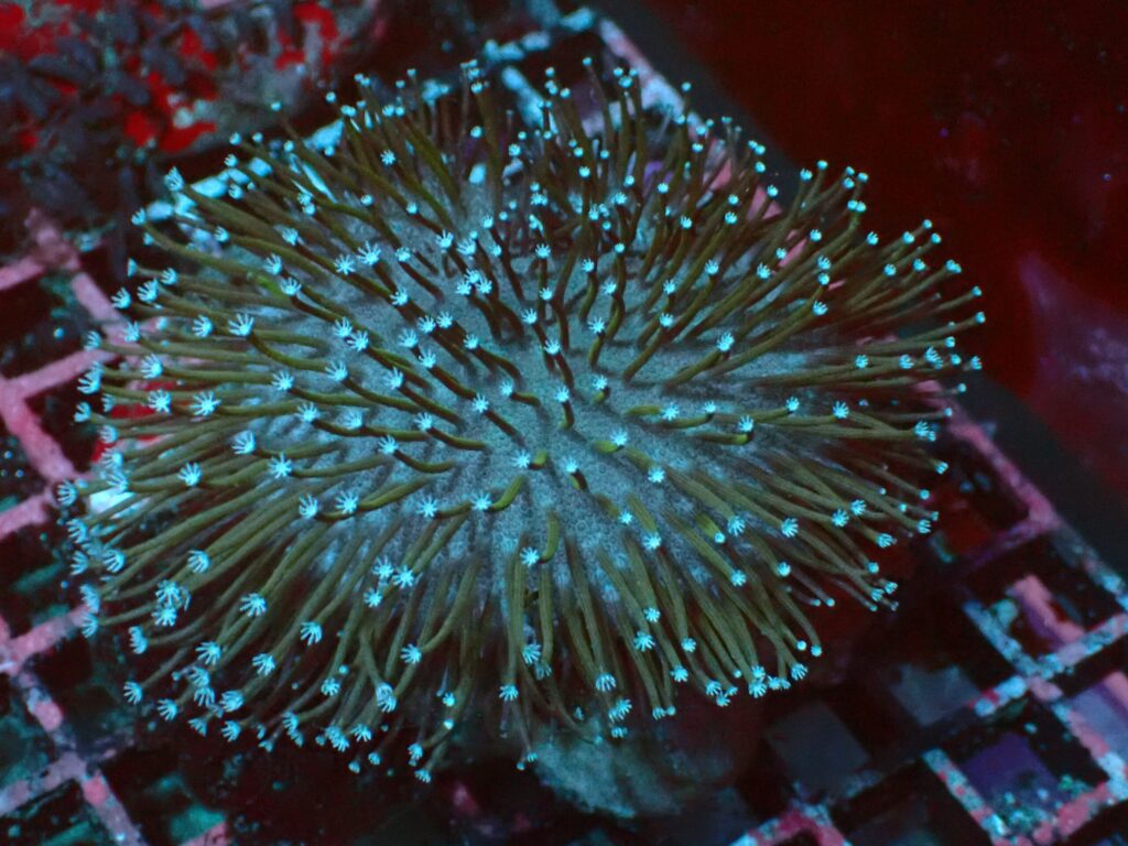 White Polyp — WYSIWYG