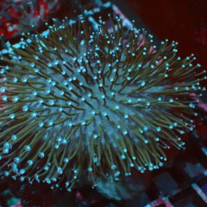 White Polyp — WYSIWYG