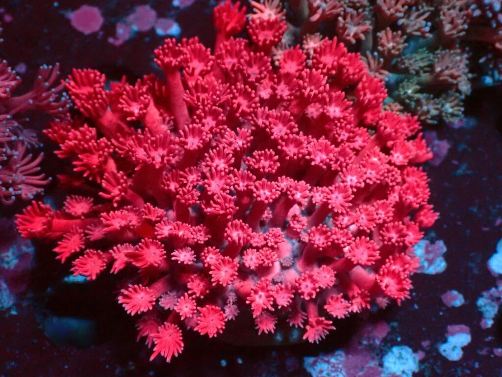 Ultra Pink — WYSIWYG