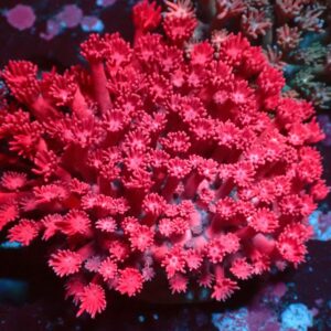 Ultra Pink — WYSIWYG
