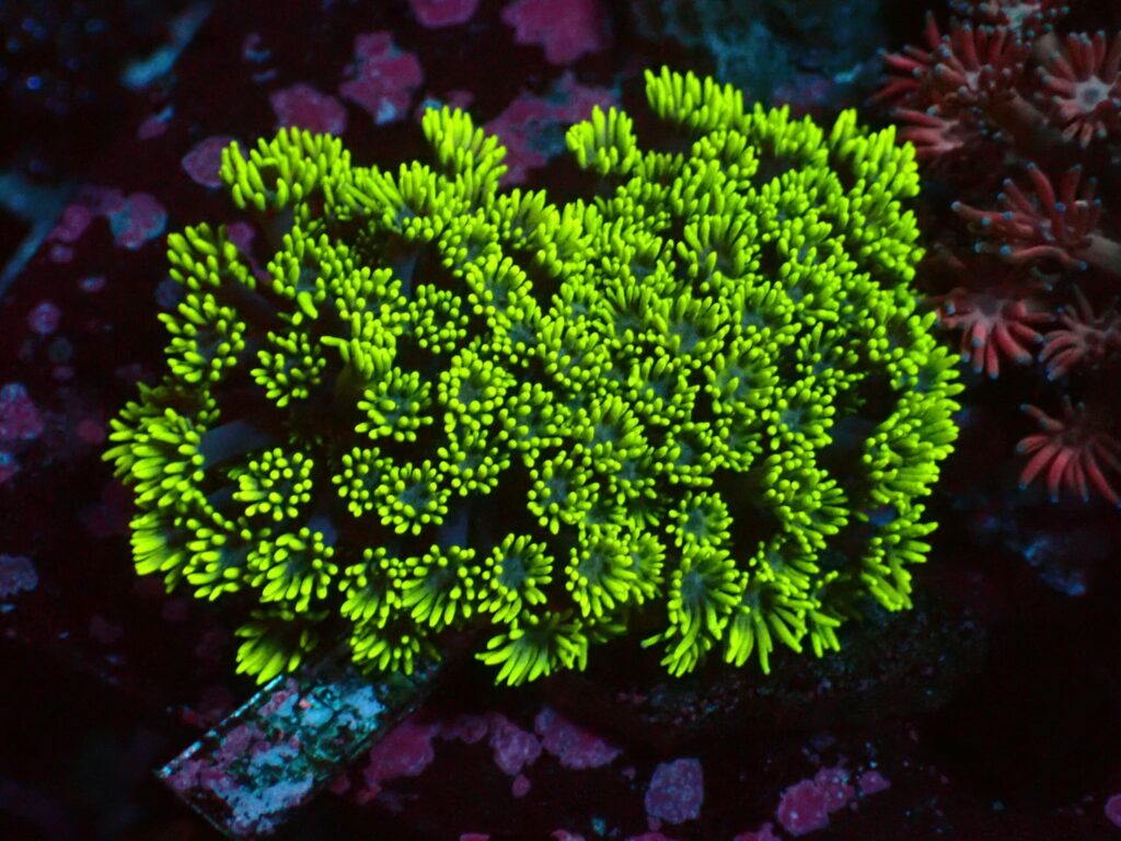 Toxic — WYSIWYG