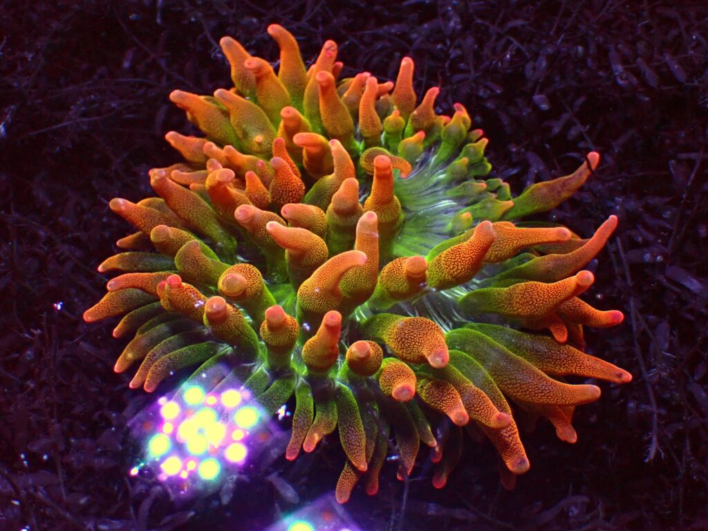Rainbow Bubble Tip — WYSIWYG