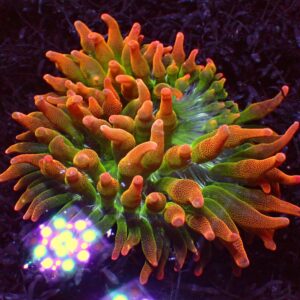 Rainbow Bubble Tip — WYSIWYG