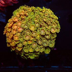 Rainbow — WYSIWYG