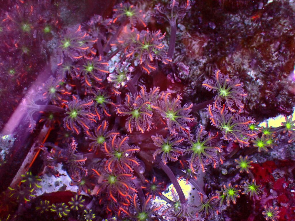 Special Clavularia — WYSIWYG