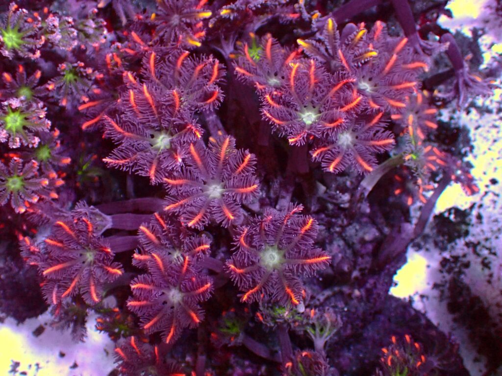 Special Clavularia — WYSIWYG