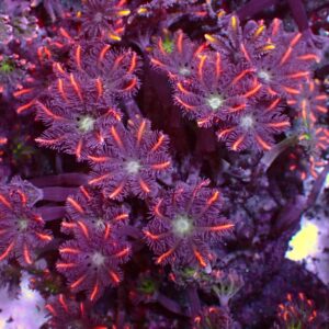Special Clavularia — WYSIWYG