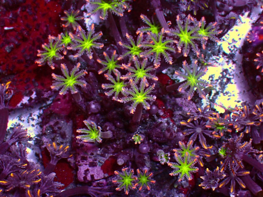 Special Clavularia — WYSIWYG