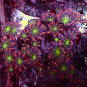 Special Clavularia — WYSIWYG