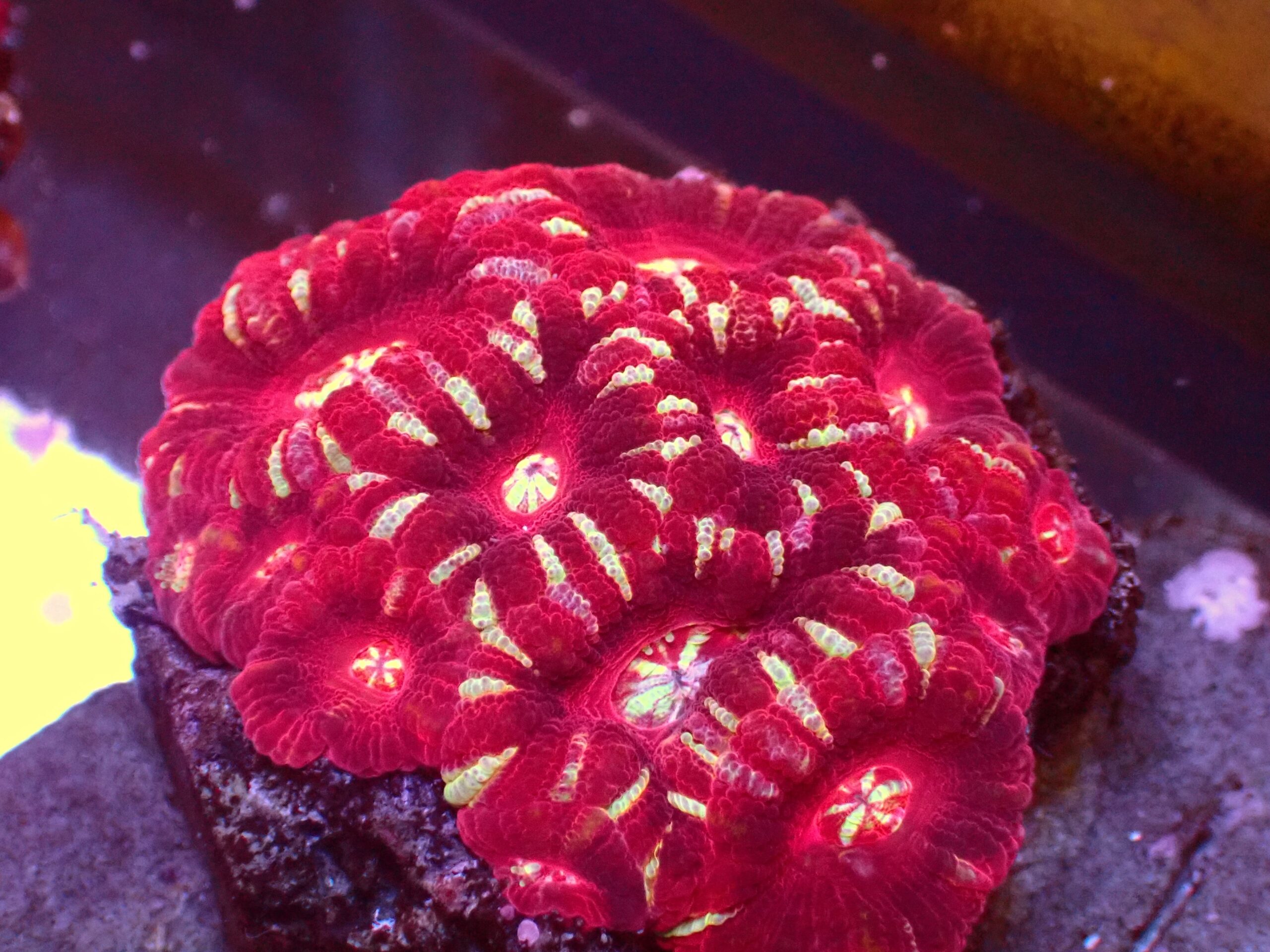 Asian Acan — WYSIWYG