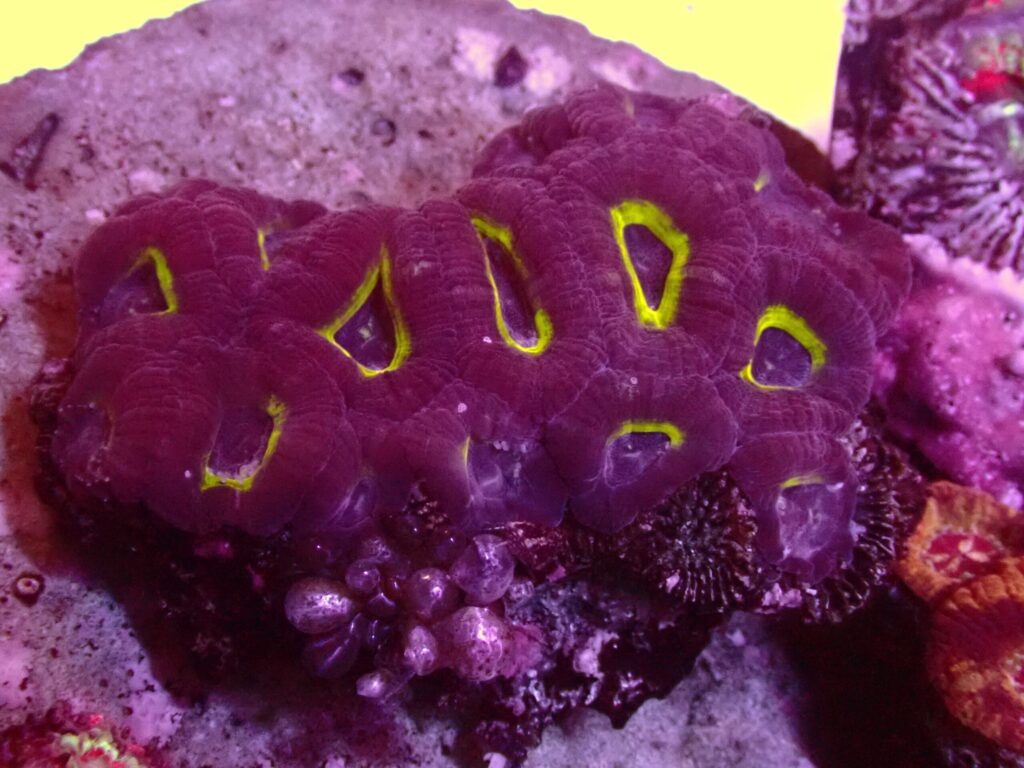 Asian Acan — WYSIWYG