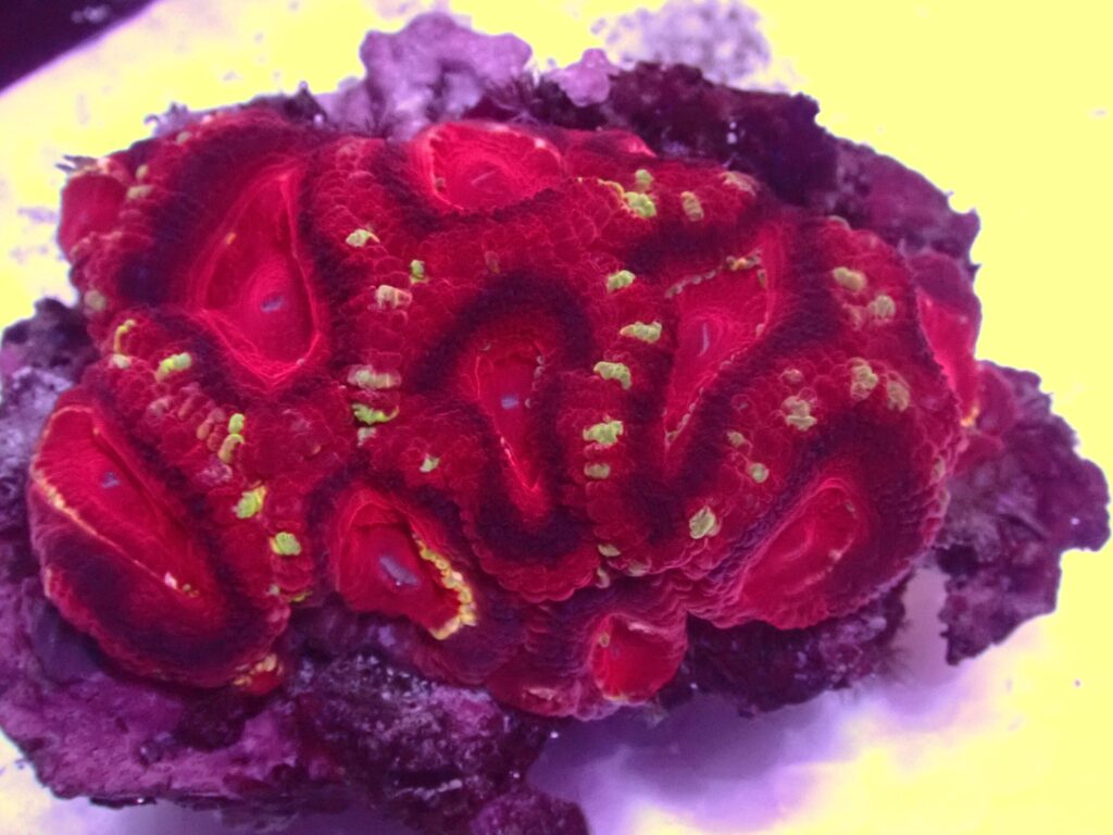 Asian Acan — WYSIWYG