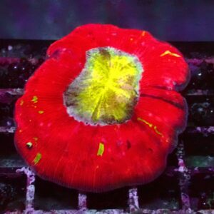 Rainbow — WYSIWYG