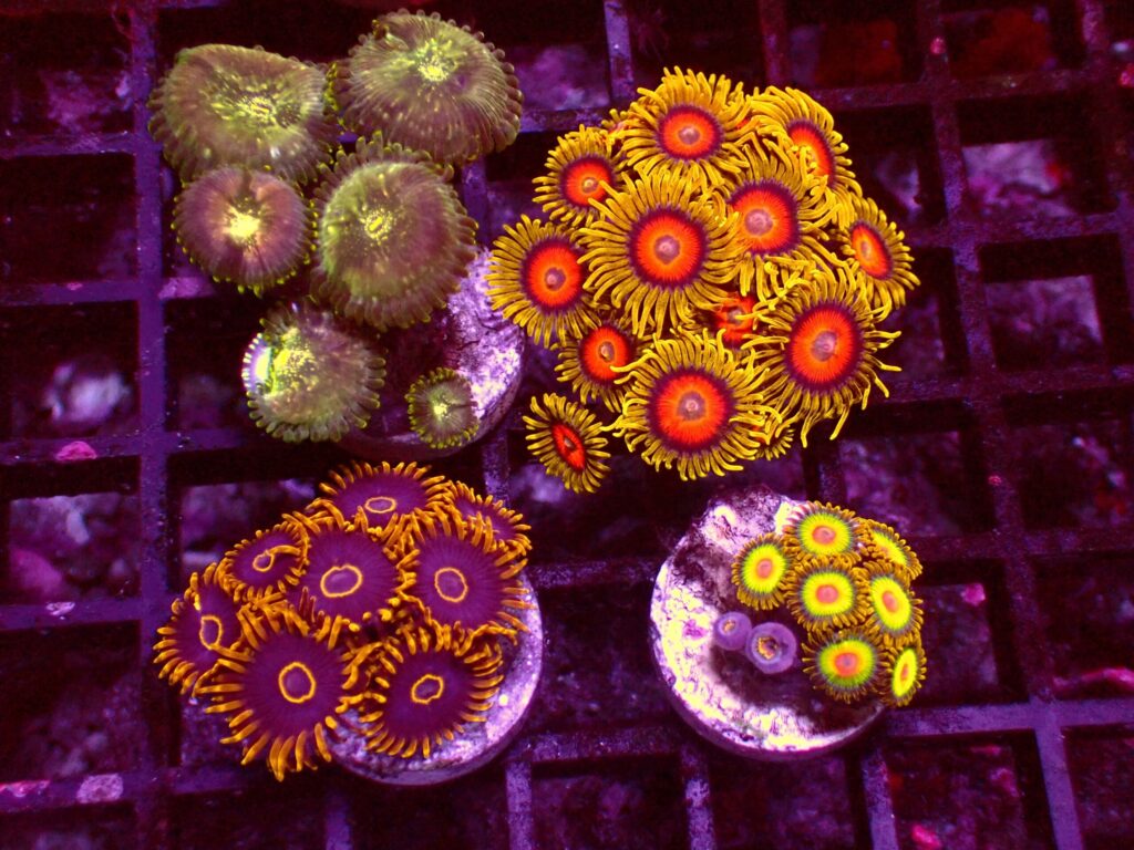 Zoanthus Frag Pack — WYSIWYG
