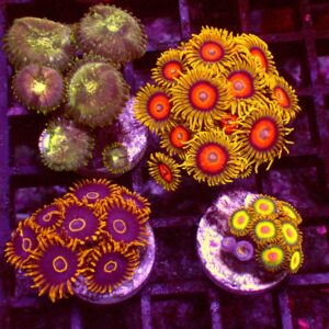 Zoanthus Frag Pack — WYSIWYG