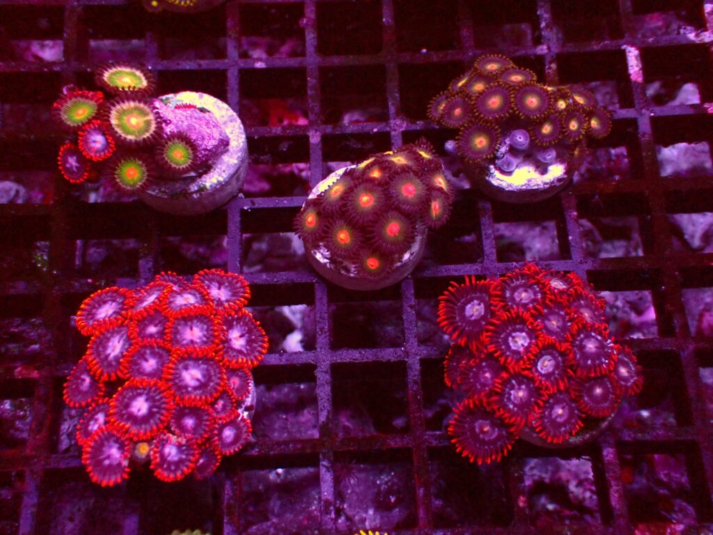Zoanthus Frag Pack — WYSIWYG