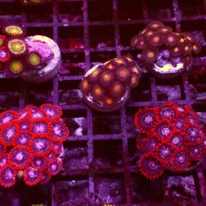 Purple Fungia