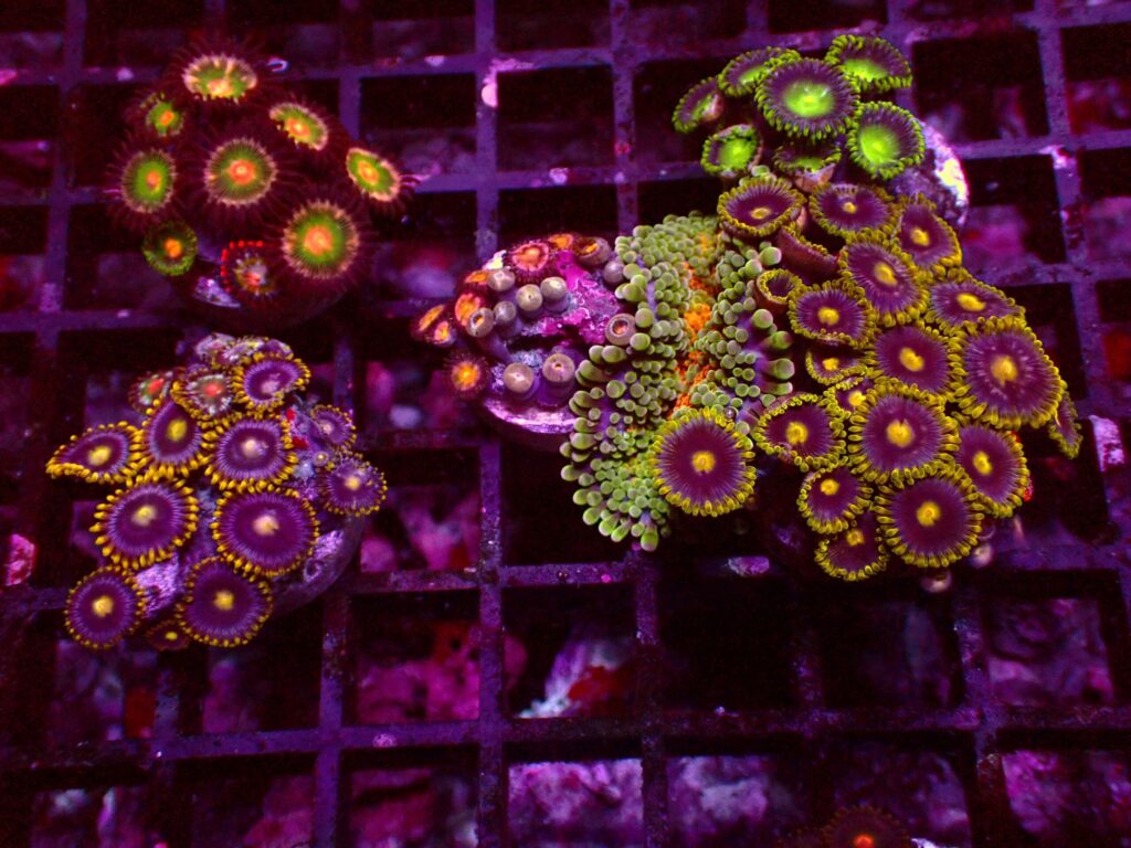 Zoanthus Frag Pack — WYSIWYG
