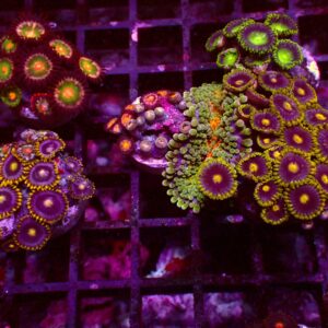 Zoanthus Frag Pack — WYSIWYG
