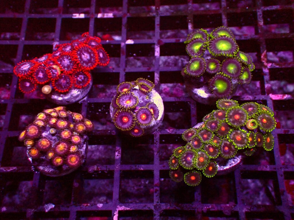 Zoanthus Frag Pack — WYSIWYG