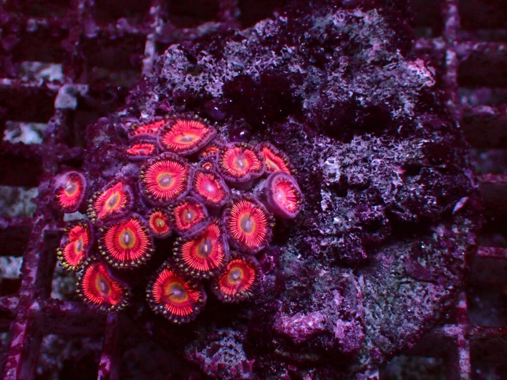 Special Zoanthus — WYSIWYG
