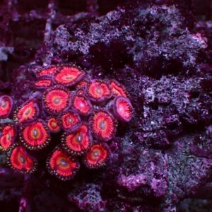Special Zoanthus — WYSIWYG