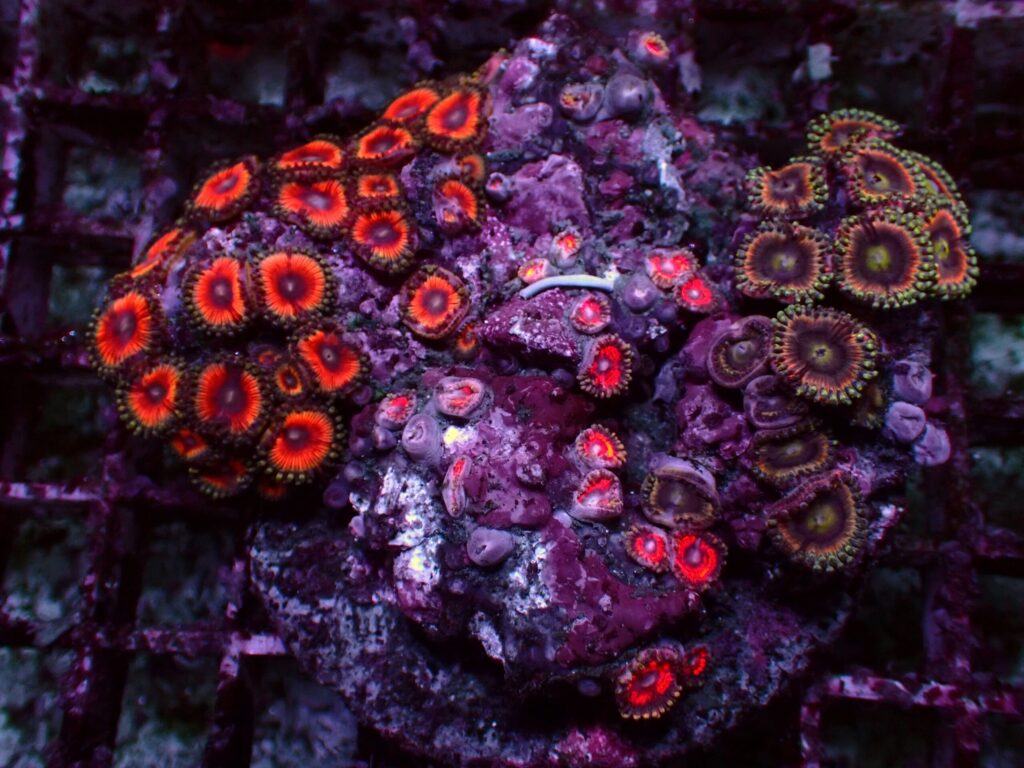 Special Zoanthus — WYSIWYG