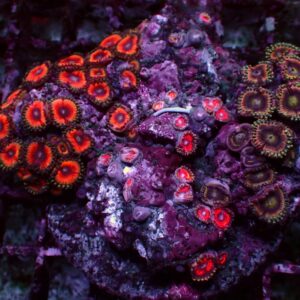 Special Zoanthus — WYSIWYG
