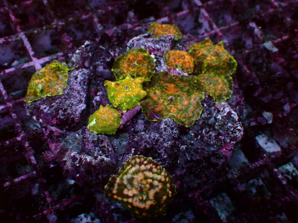 Special Discosoma — WYSIWYG