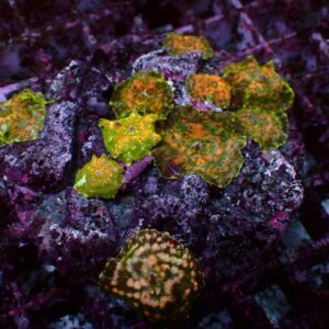Rainbow Goniopora