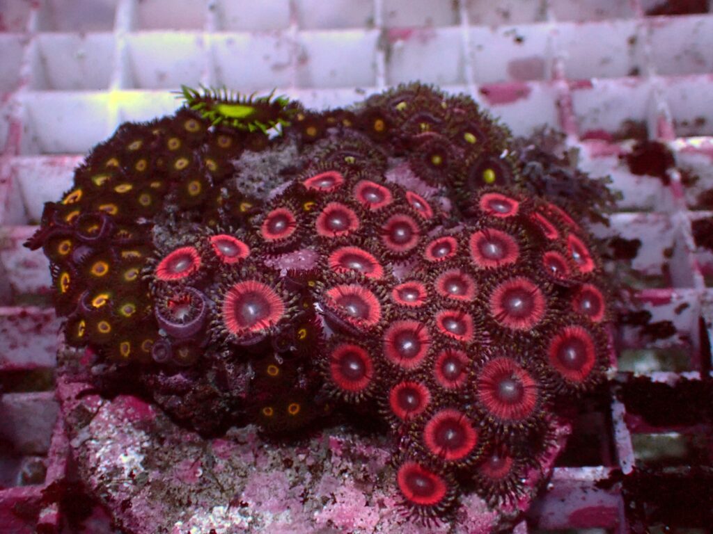 Special Zoanthus — WYSIWYG