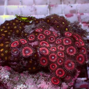 Special Zoanthus — WYSIWYG