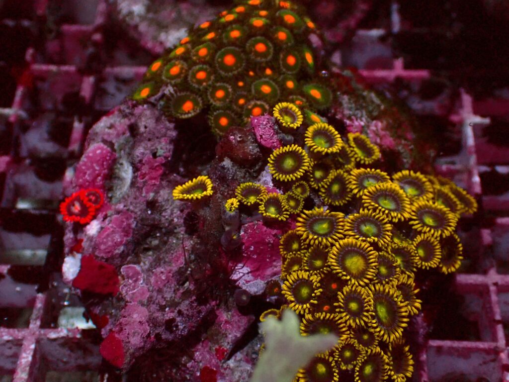 Special Zoanthus — WYSIWYG