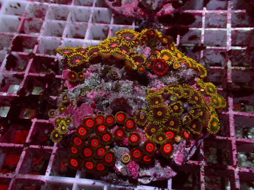 Special Zoanthus — WYSIWYG