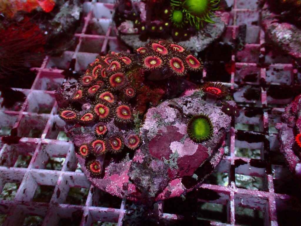 Special Zoanthus — WYSIWYG