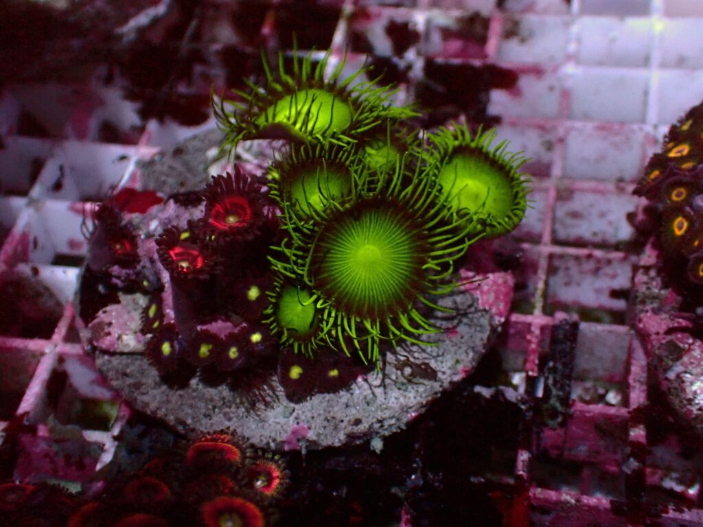 Special Zoanthus — WYSIWYG