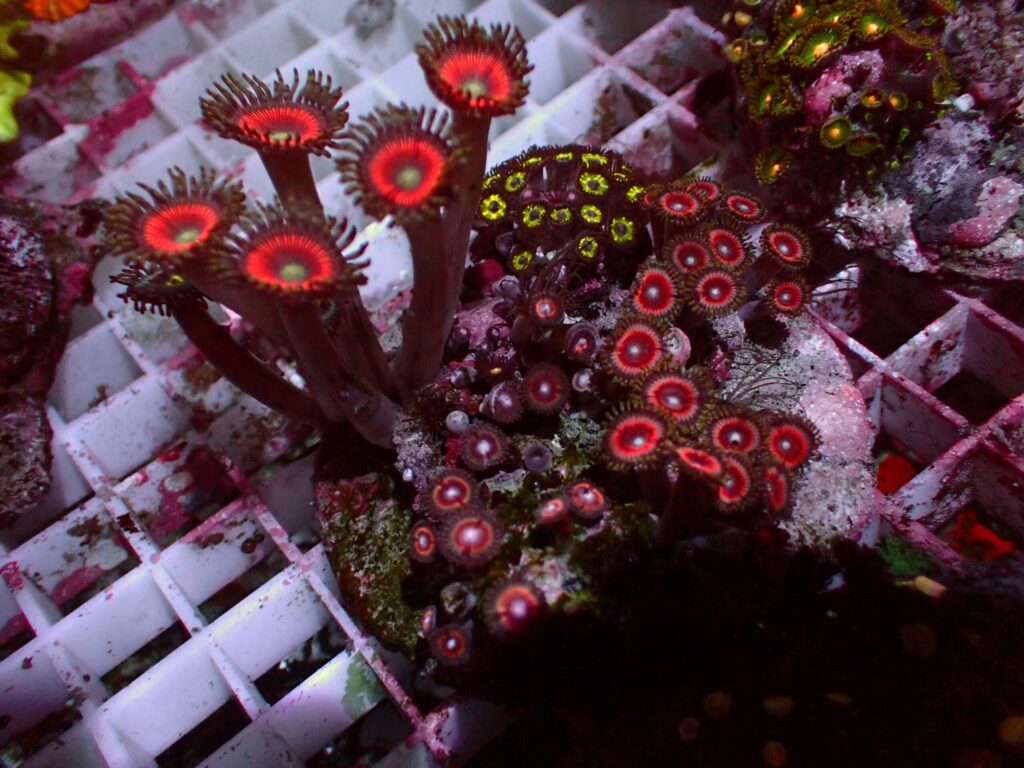 Special Zoanthus — WYSIWYG